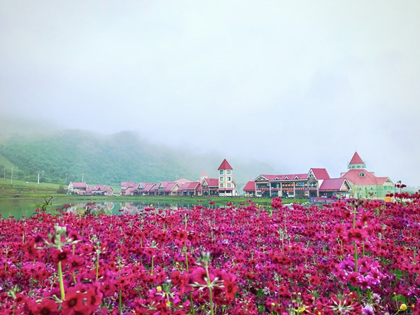 西岭雪山报春花.jpg